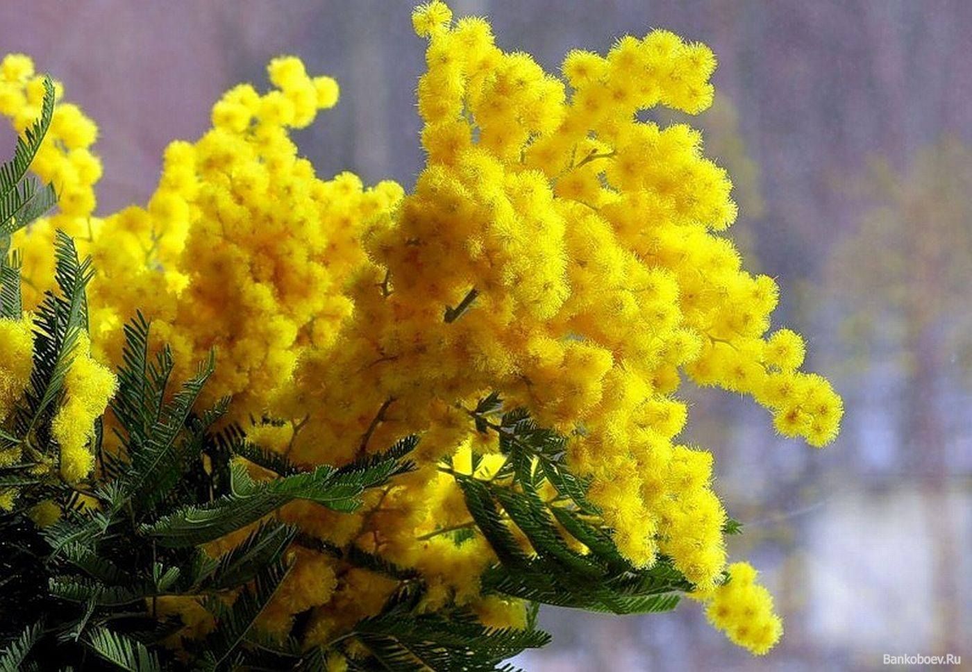 Желтый Весенний Цветок