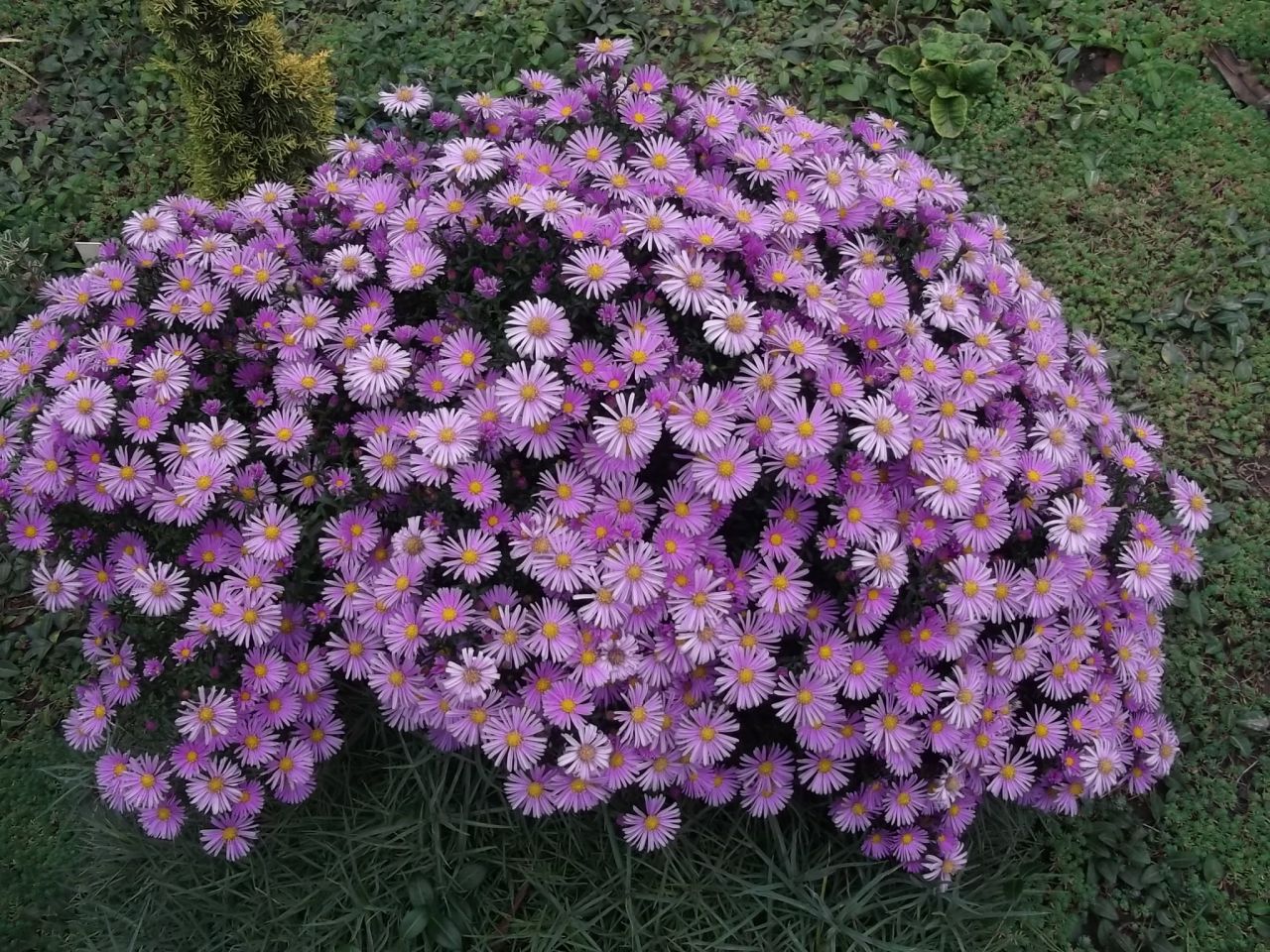 Астра кустарниковая Aster dumosus