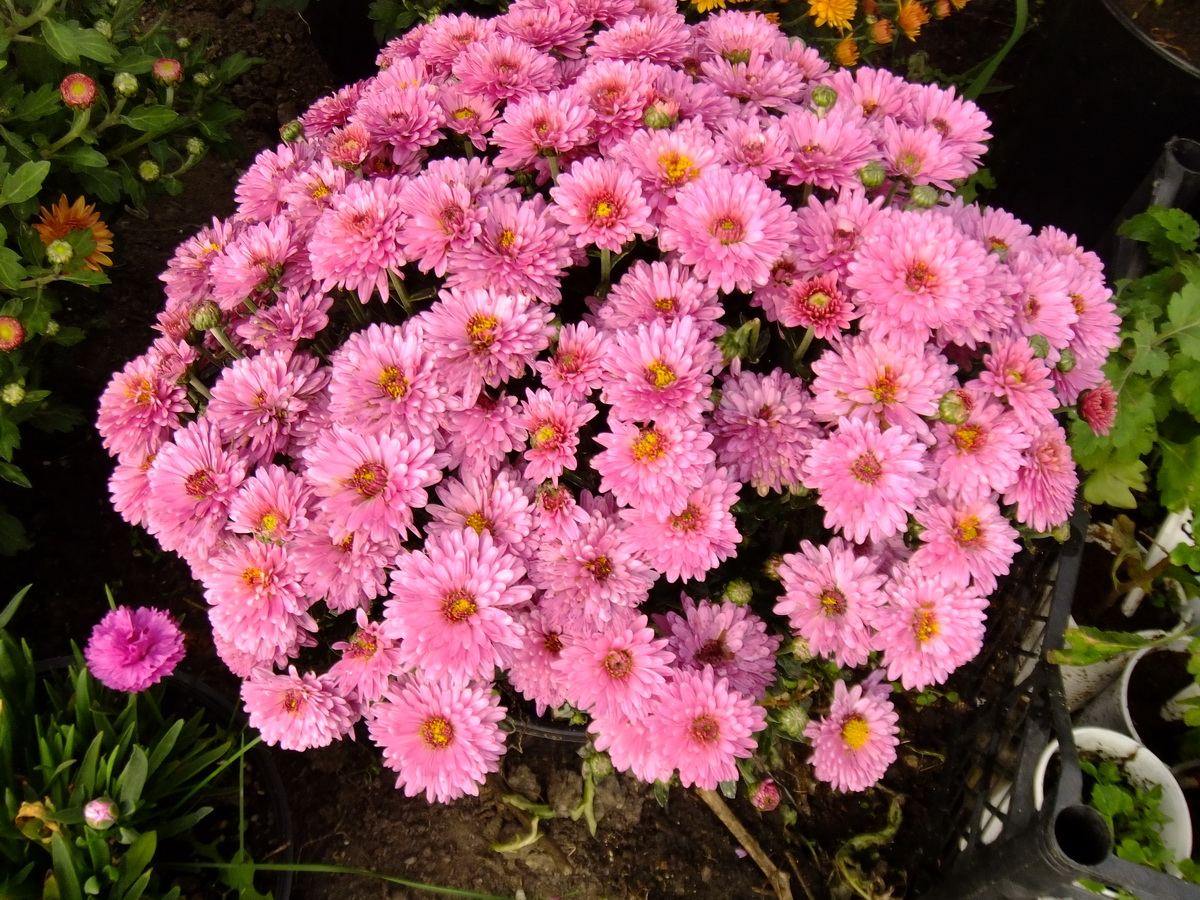 Хризантема мультифлора Sweet Pink