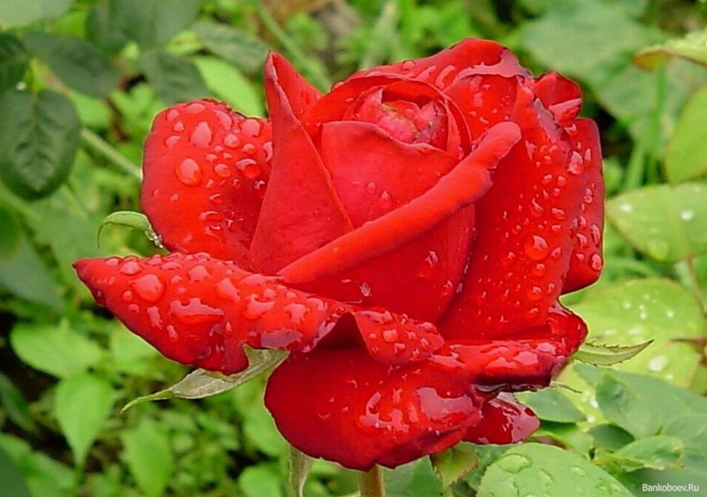 Нежная красная роза