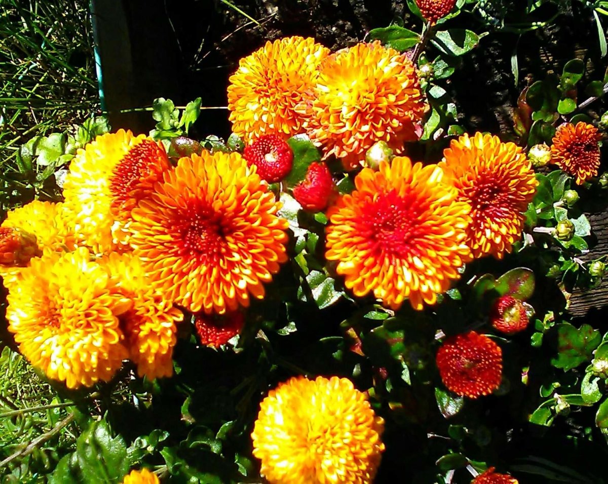 Хризантема Садовая оранжевая