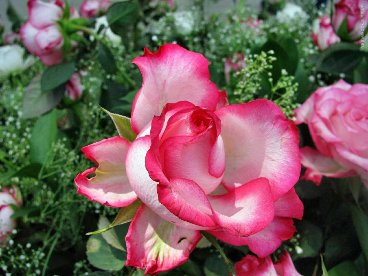 Роза чайно-гибридная Шакира