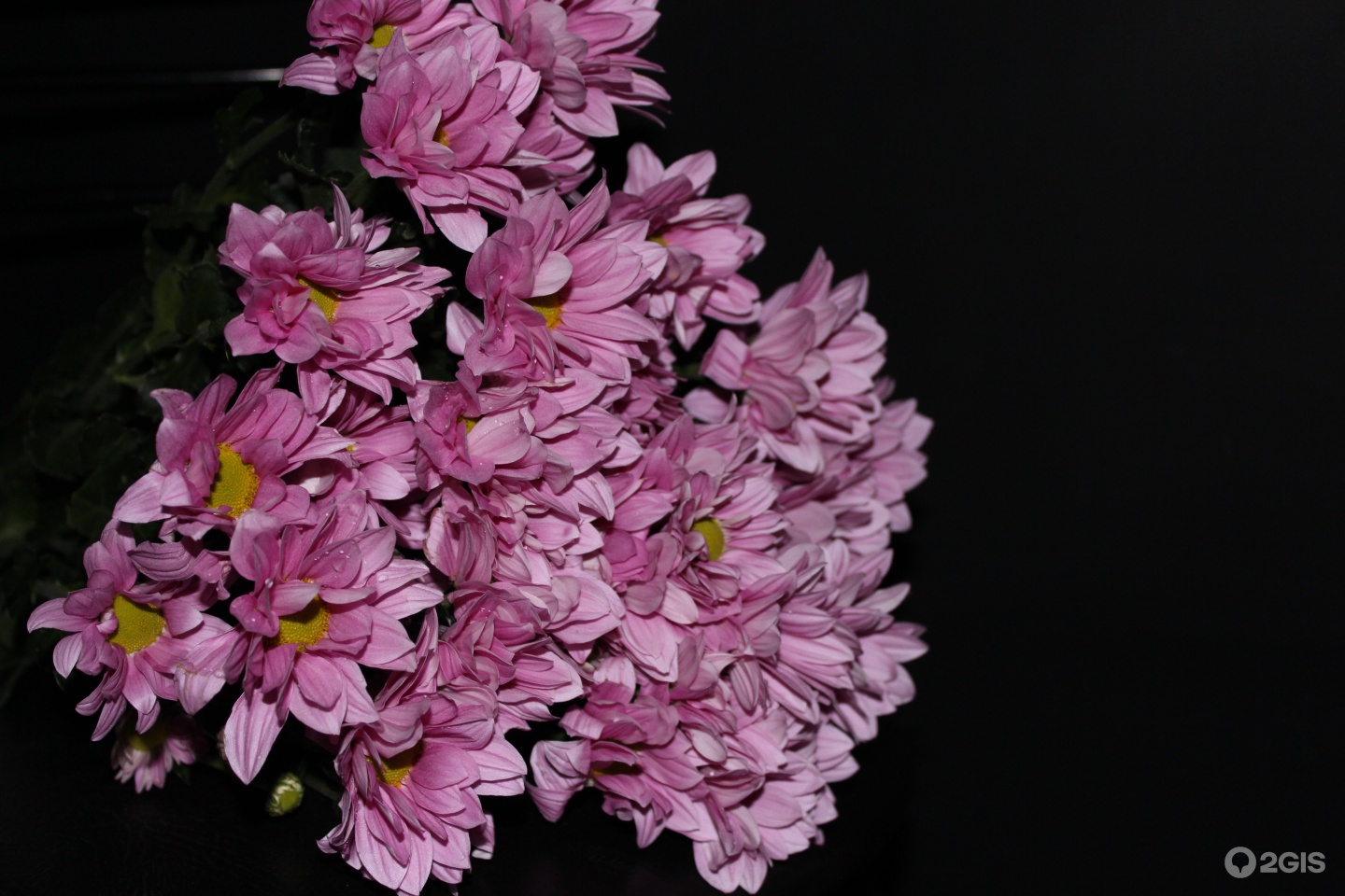 фото хризантемы экзополис