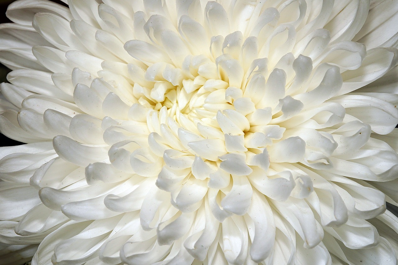 Chrysanthemum morifolium White in Pot