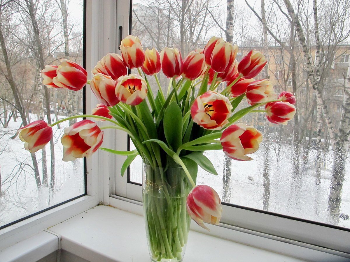 Доброе Утро Тюльпаны Фото