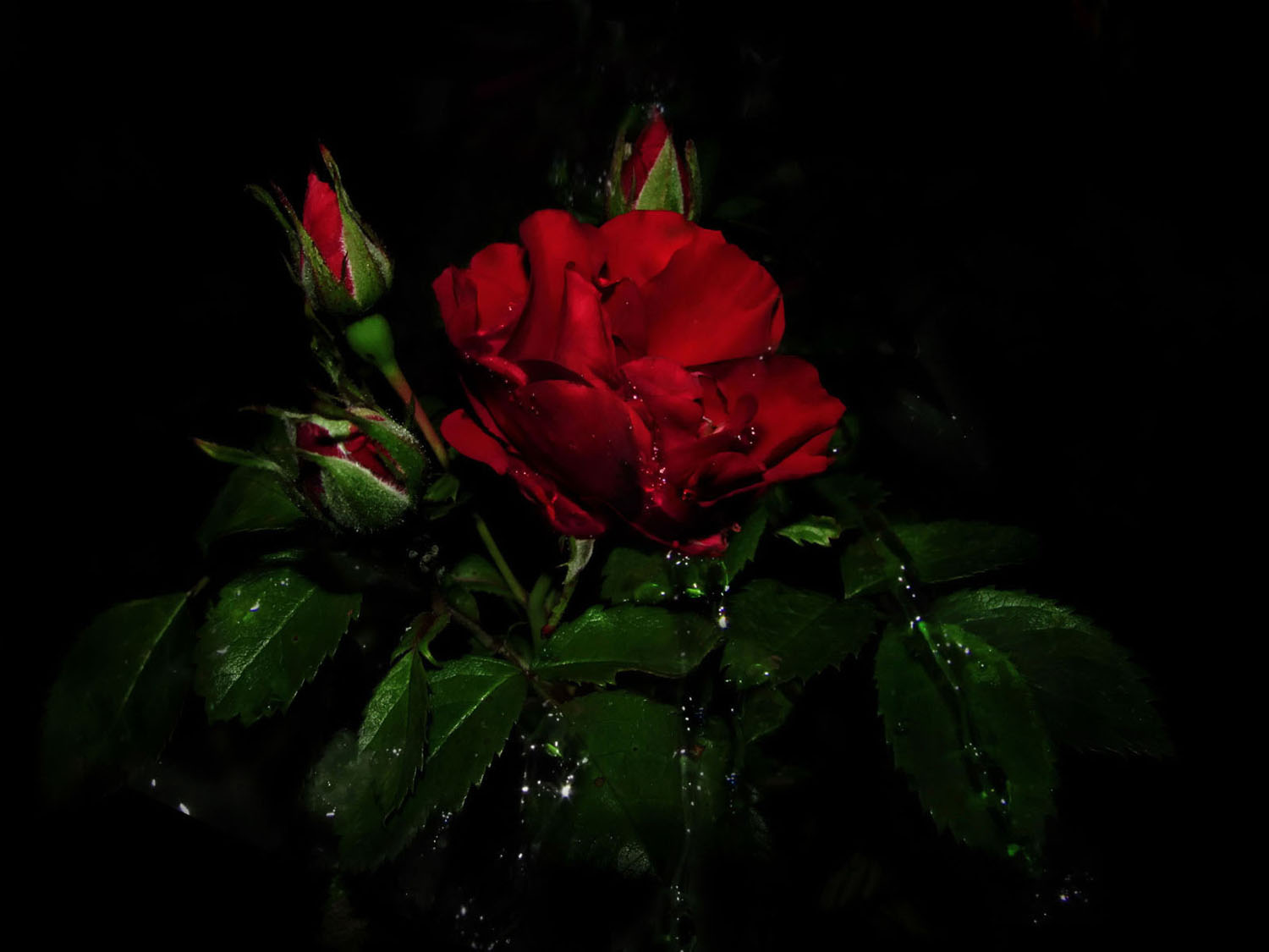 Ночь и красная роза