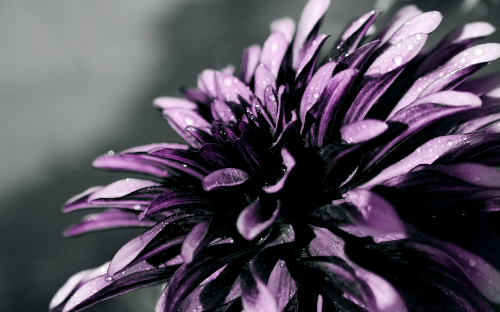 Черная Астра цветок