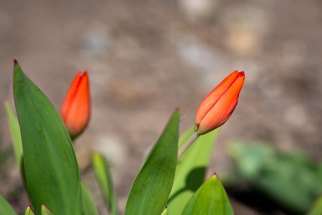 Маленькие цветы похожие на тюльпаны