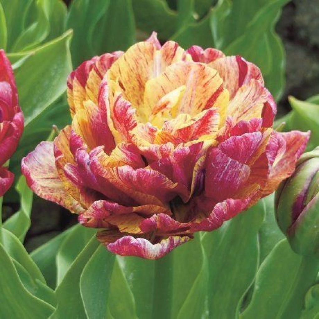 махровые тюльпаны сорта с фото и названиями