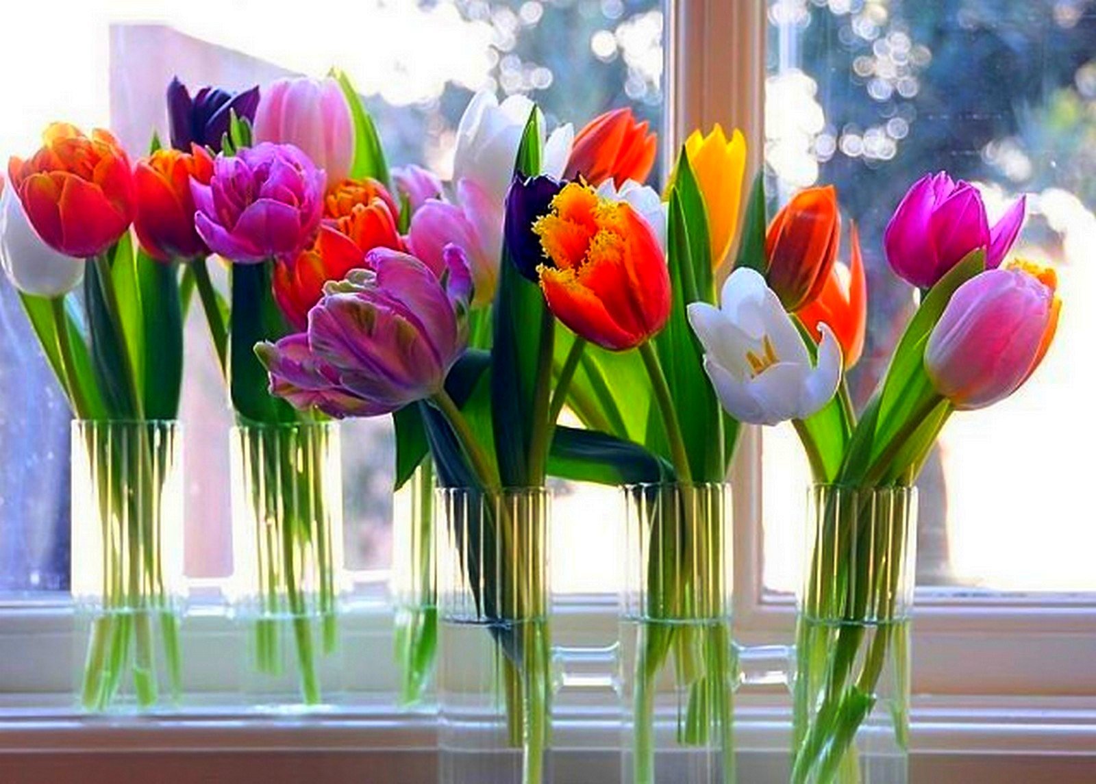Цветы на окне тюльпаны