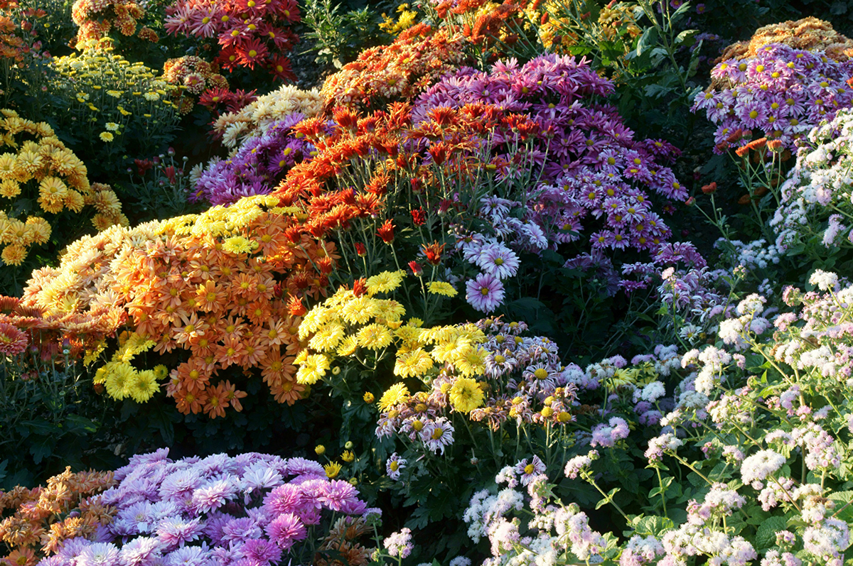 хризантемы в саду фото