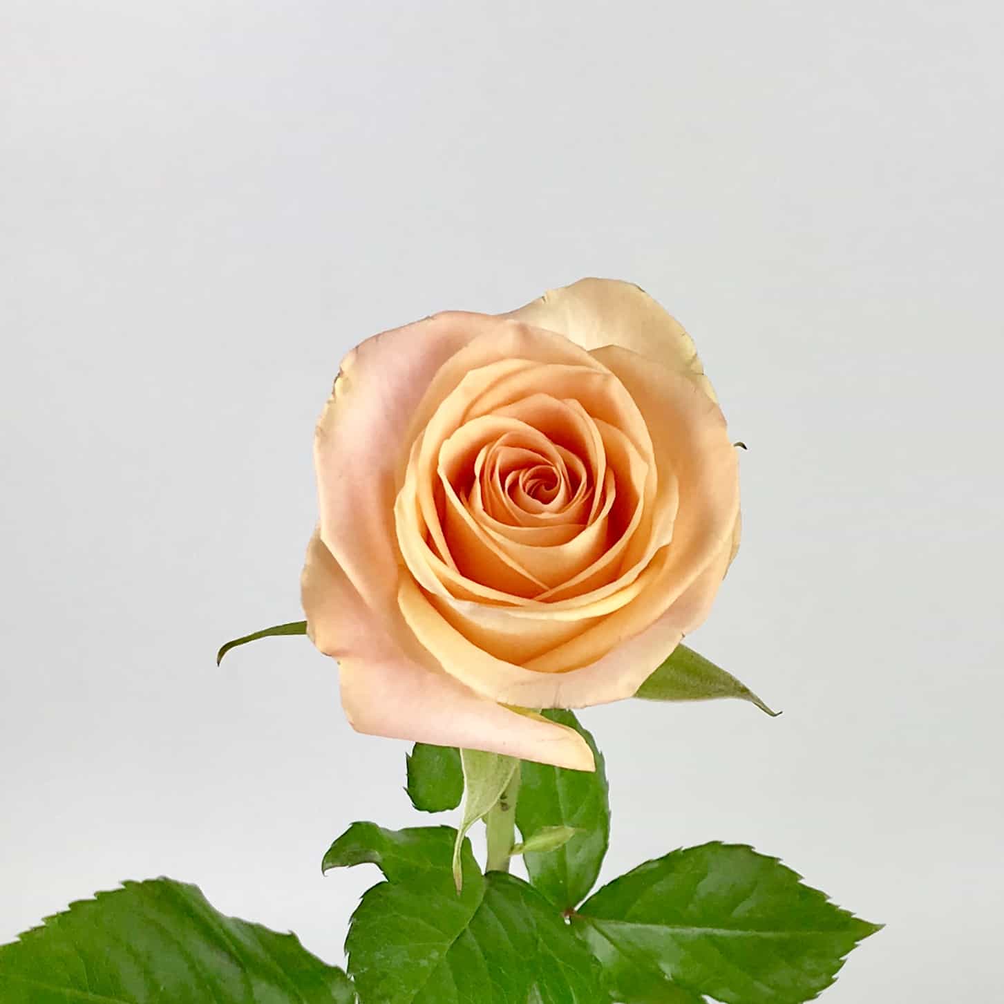 Роза Tiffany
