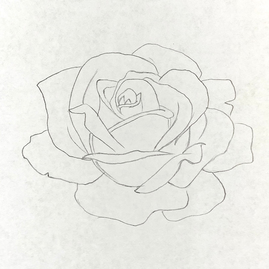 Большая роза карандашом