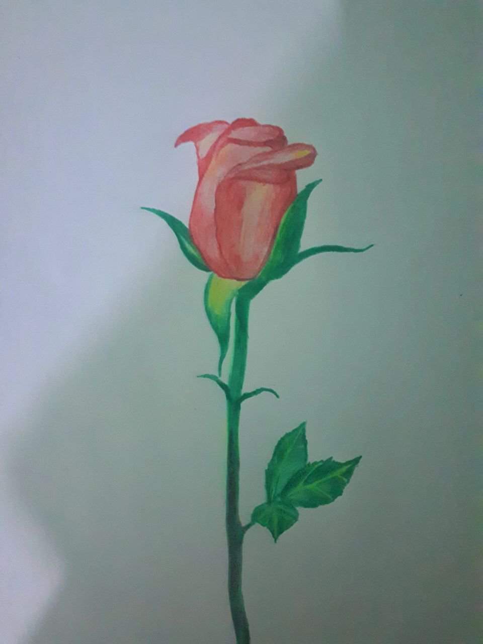Рисование розы в ДОУ