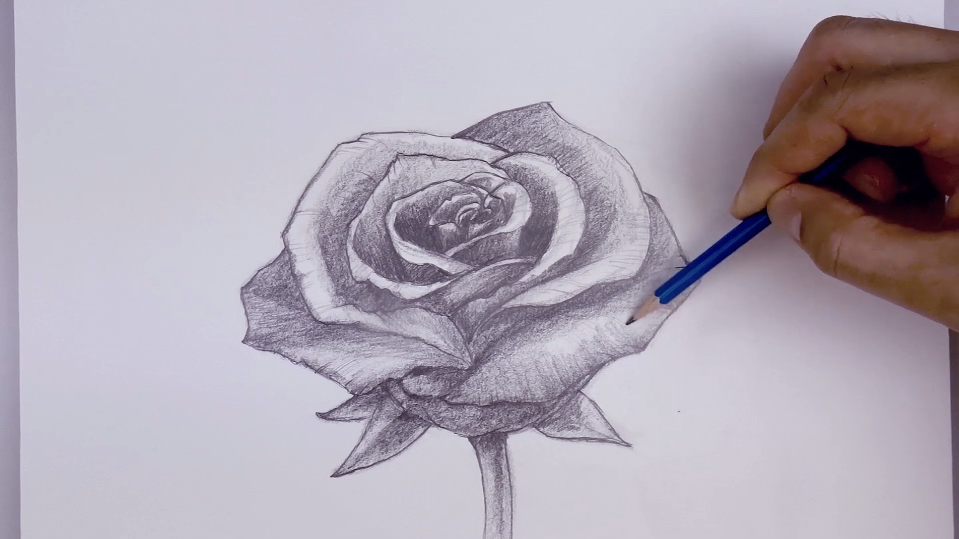 Очень красивые рисунки розы карандашом