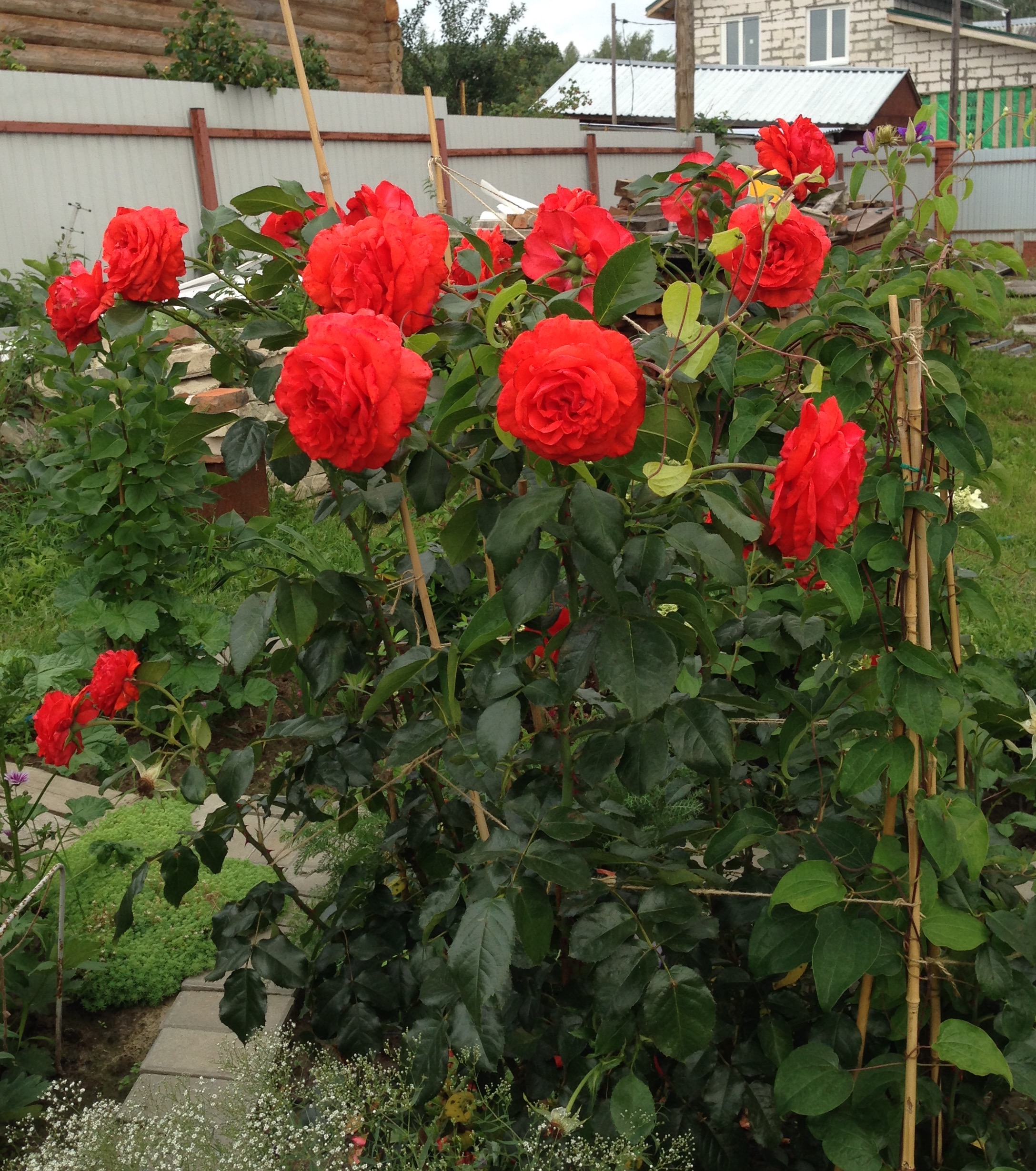 Роза Салита плетистые розы
