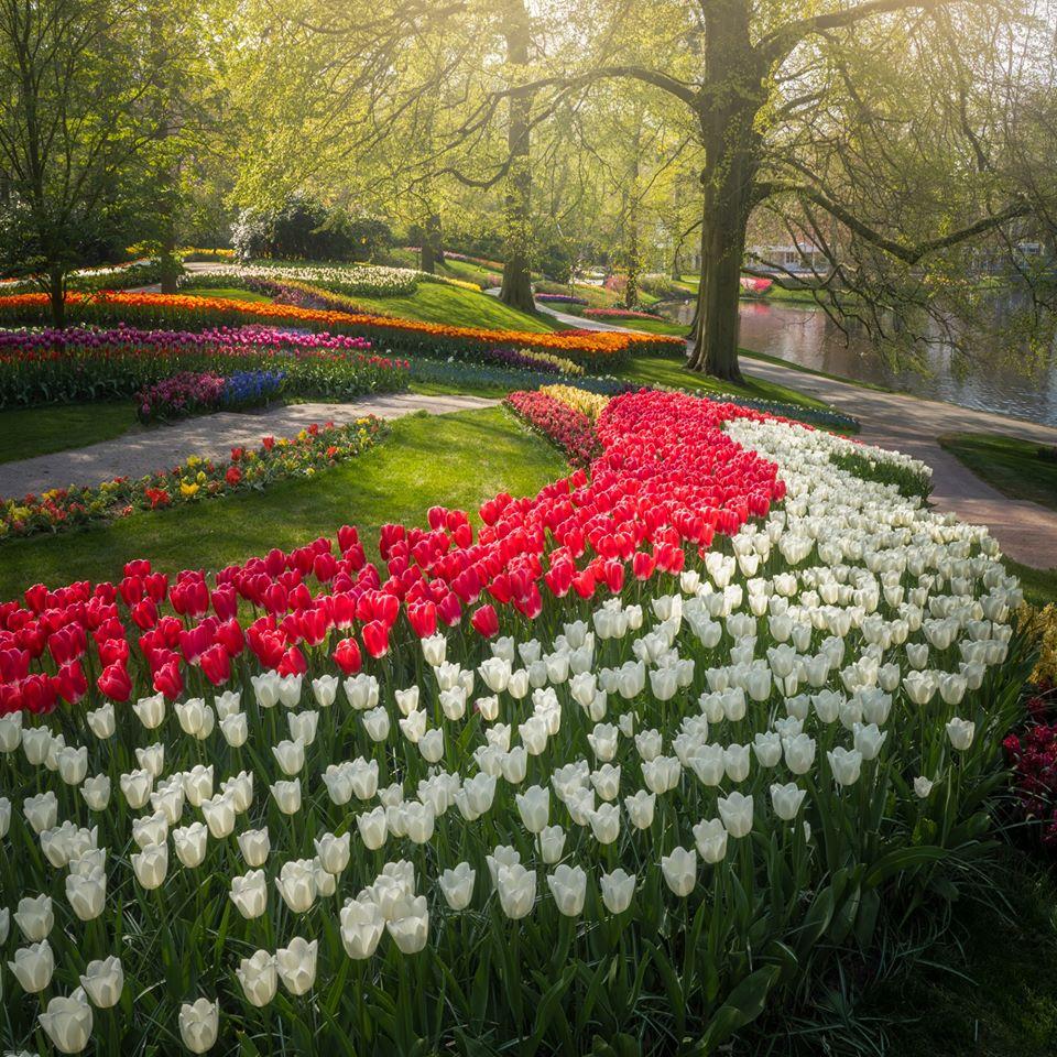 Королевский парк цветов Кейкенхоф