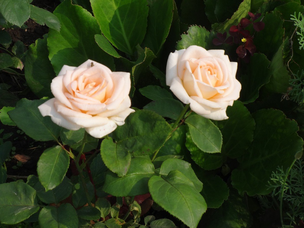 Розы для сибири лучшие сорта фото и названия
