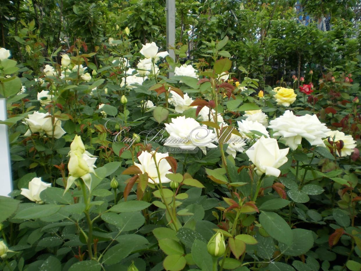 Роза Поларштерн в цветниках