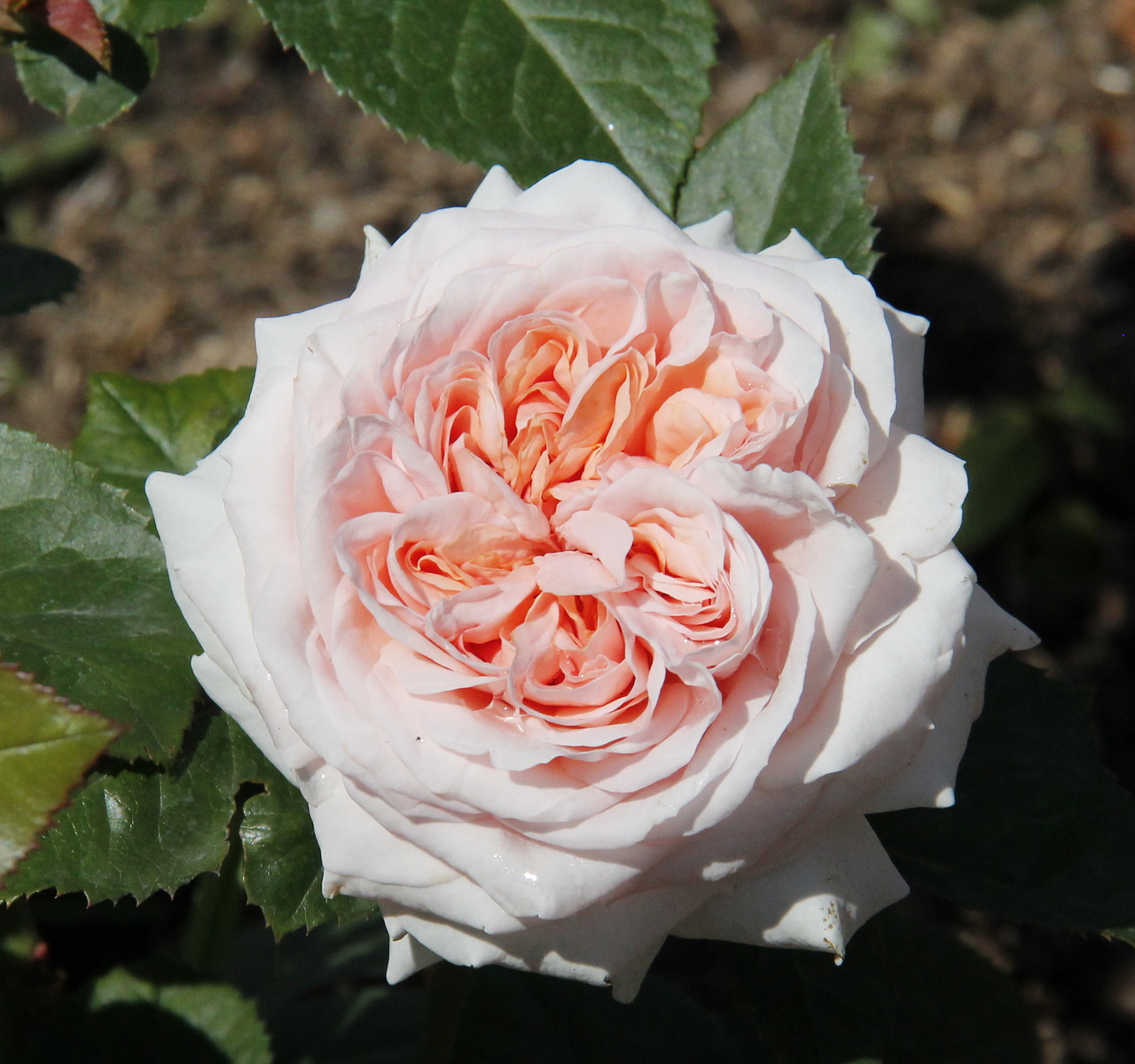 Роза гейша чайно-гибридная