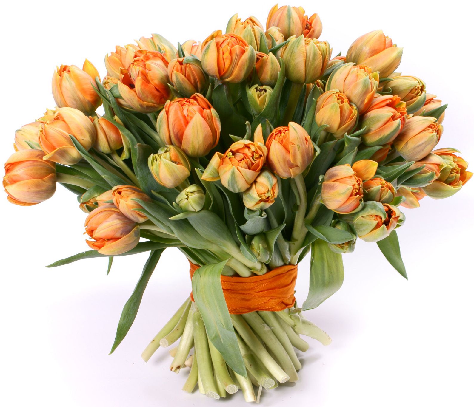 Пионовидные тюльпаны оранжевые