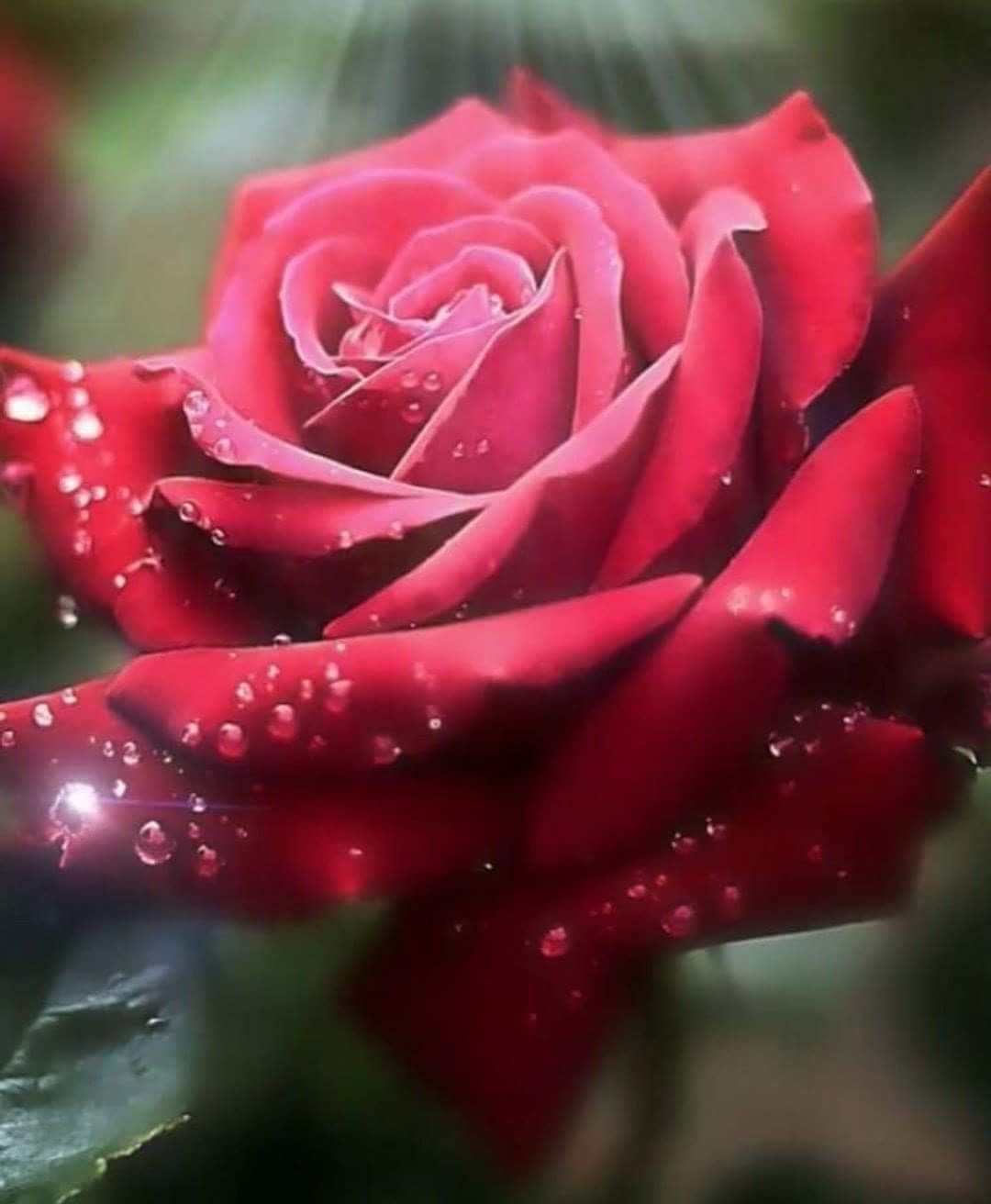 Большая красивая роза