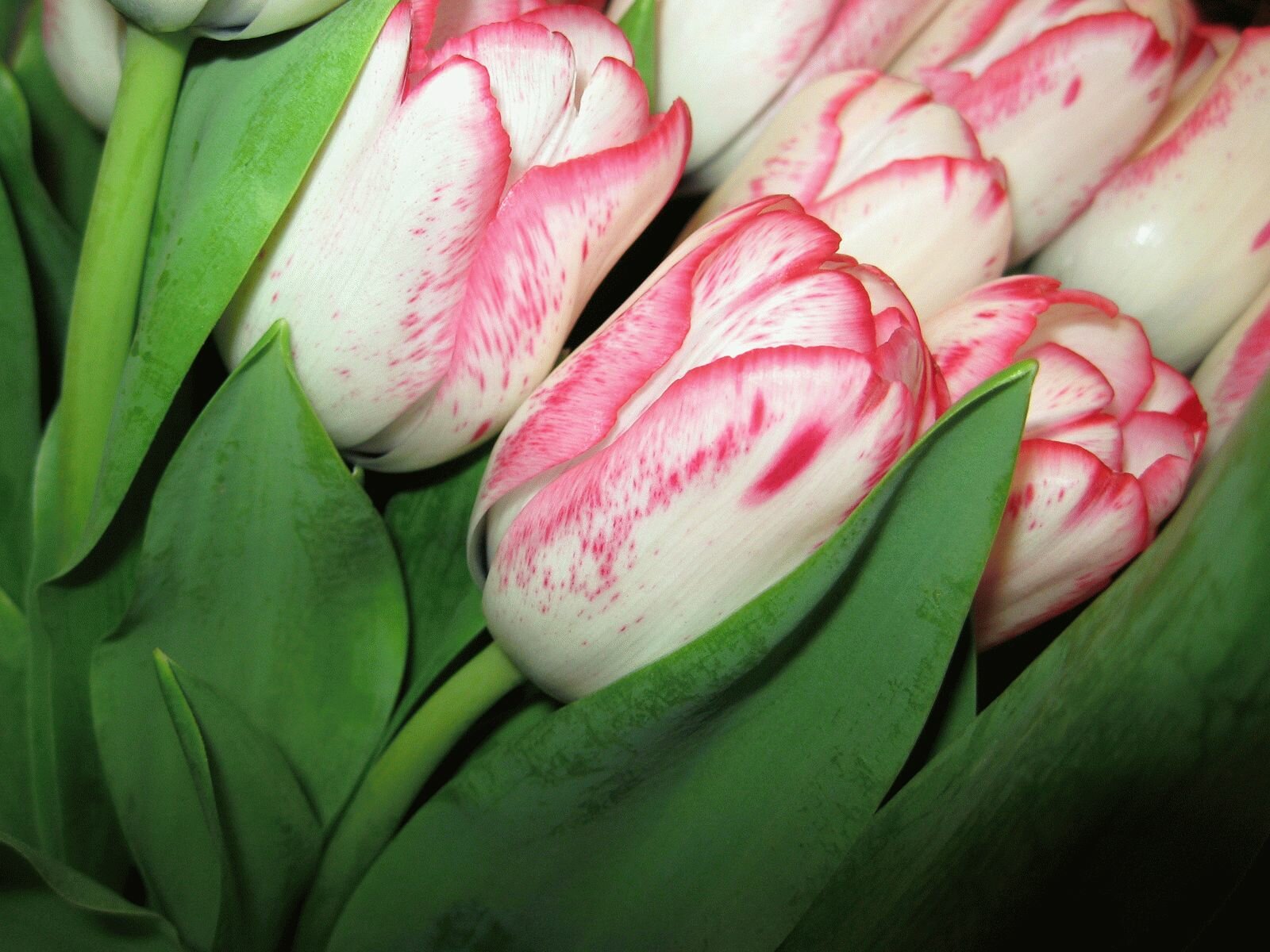 С 8 марта цветы тюльпаны