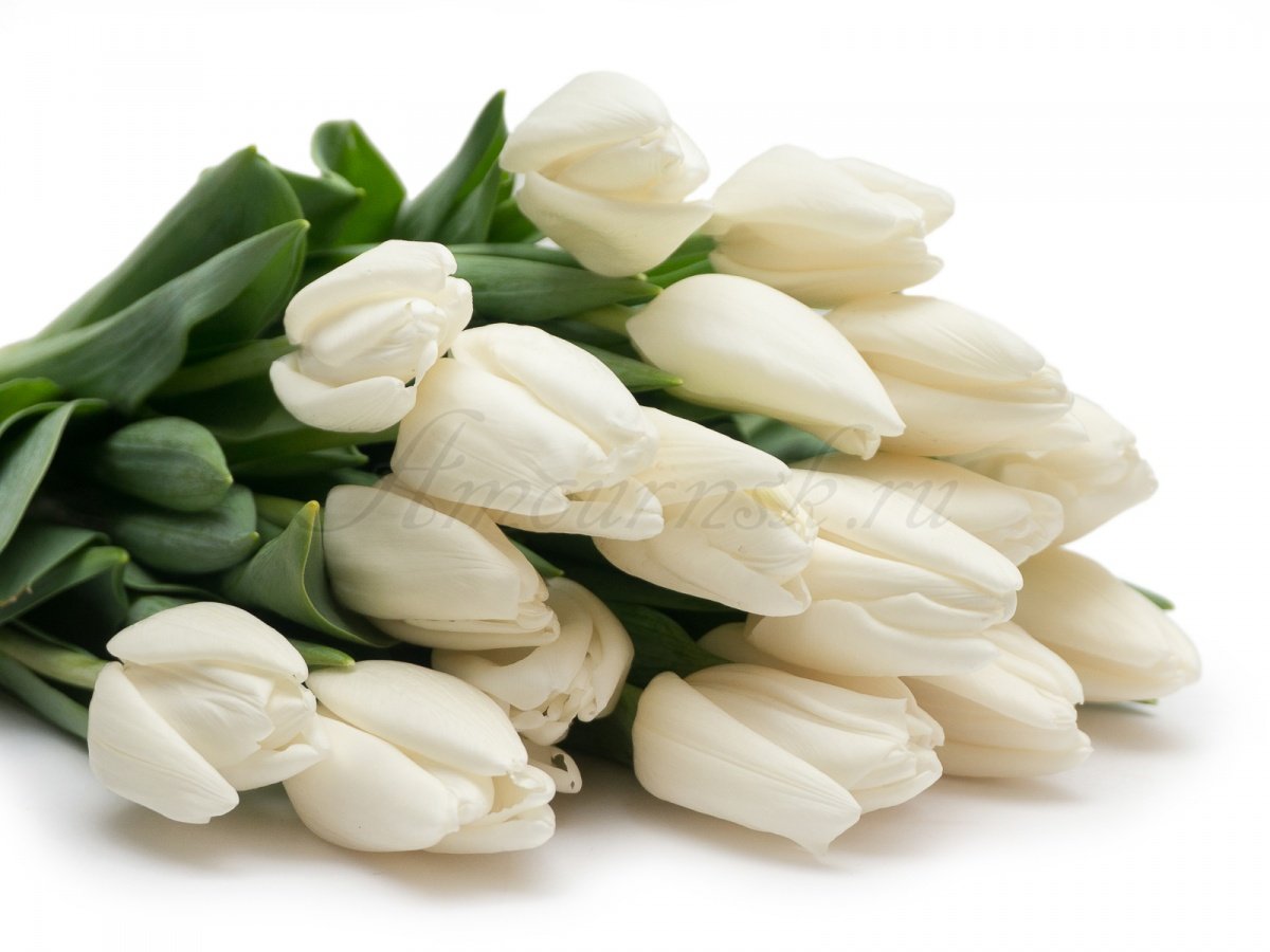 Пять белый тюльпан