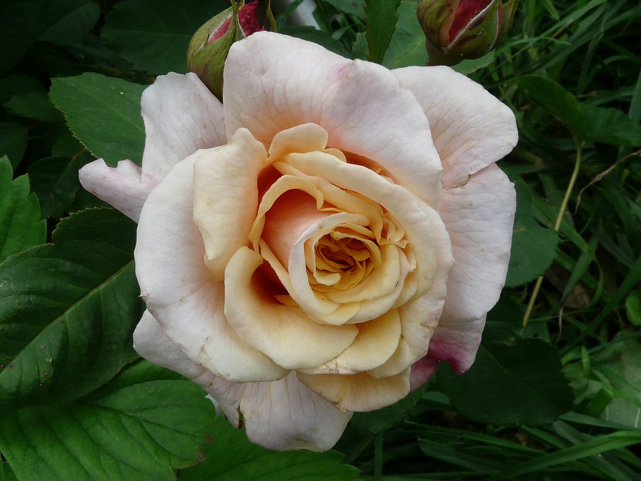 Кустовая роза Карамелла