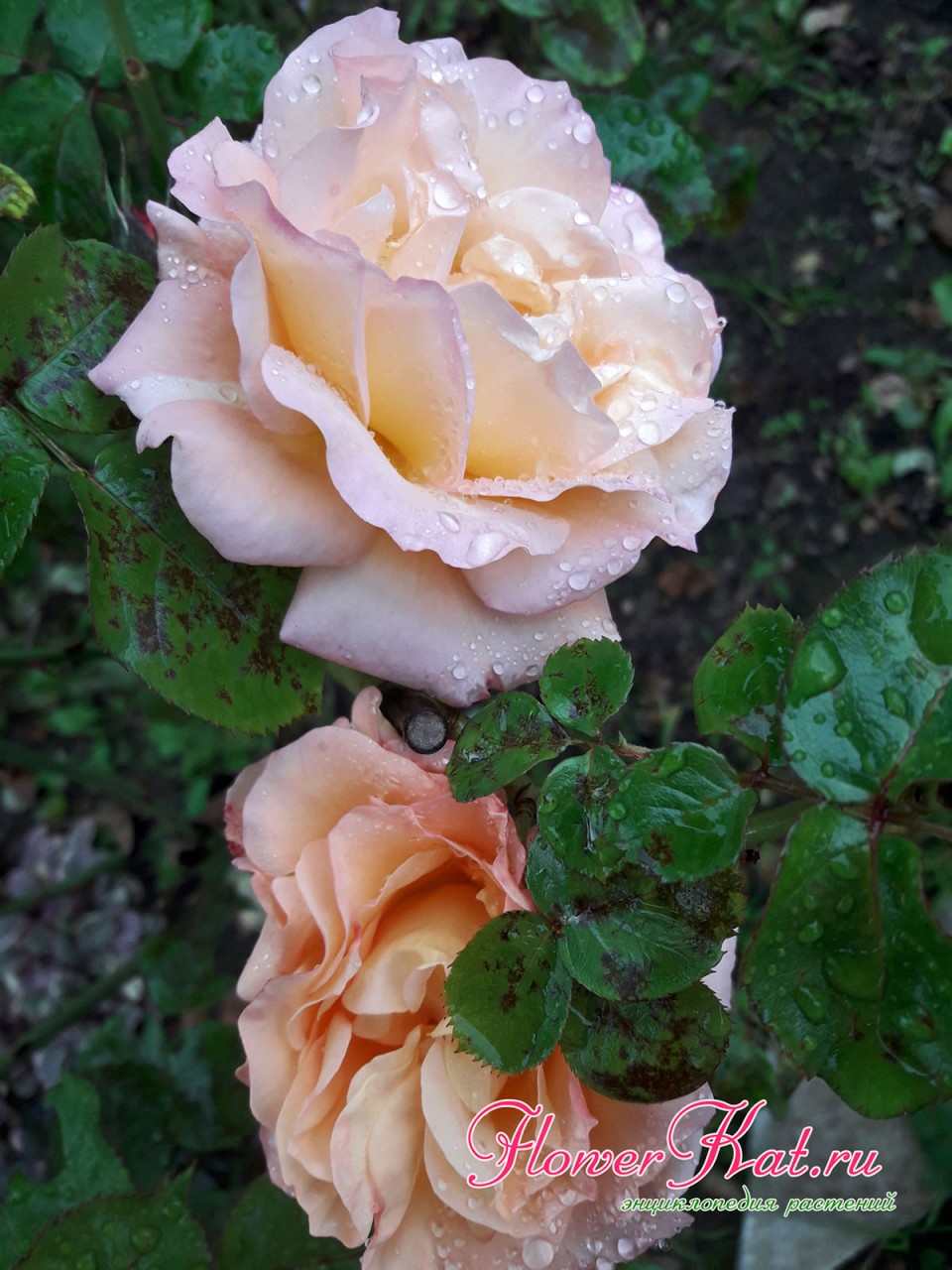 Карамелла роза Анна цветосничница