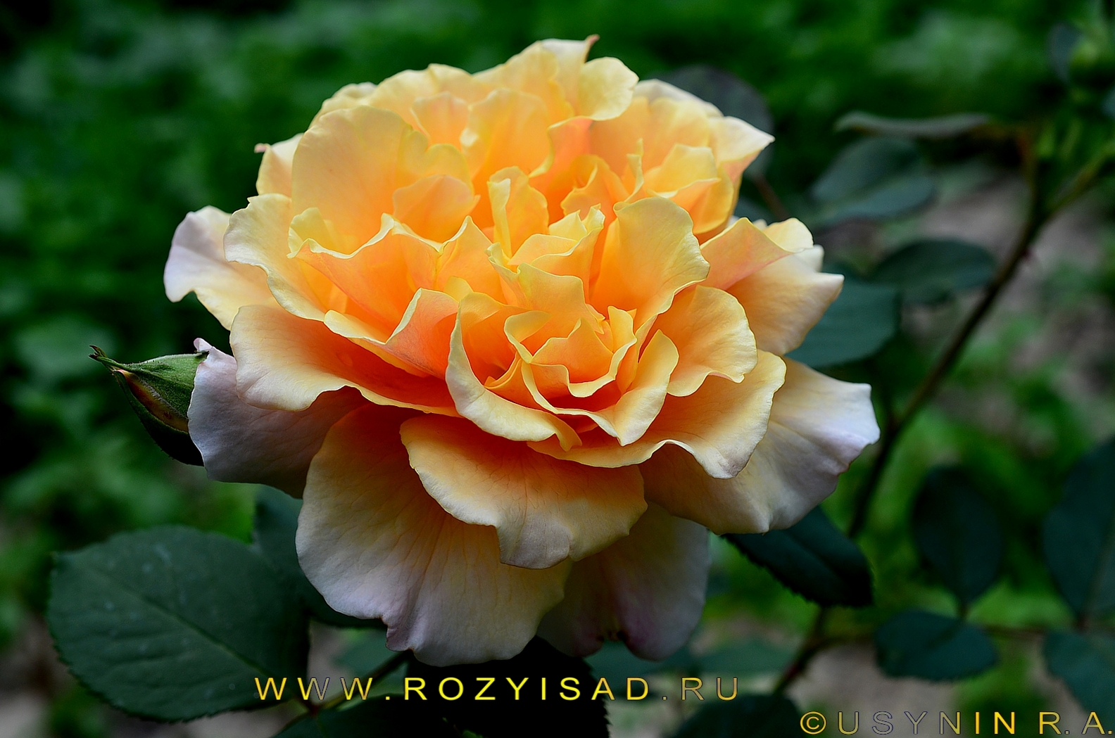 Роза канарейка шраб
