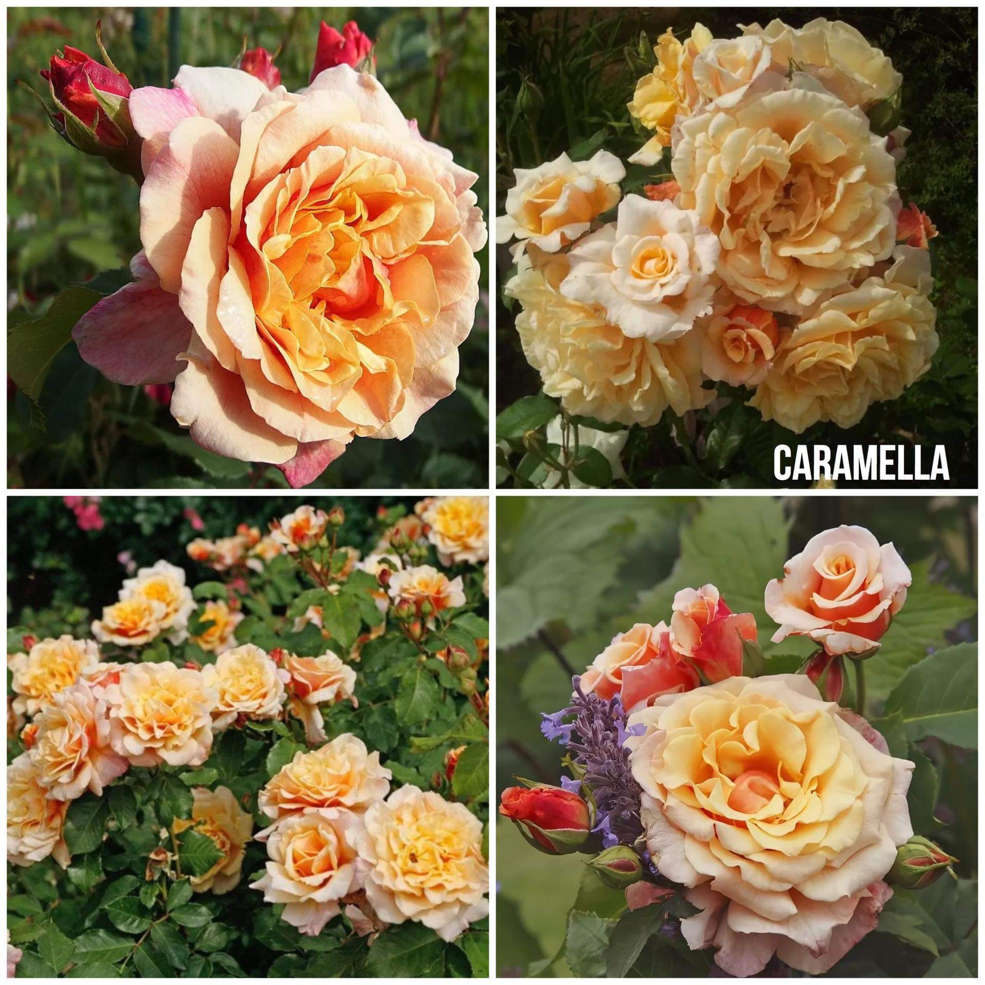 Роза Парковая Карамелла