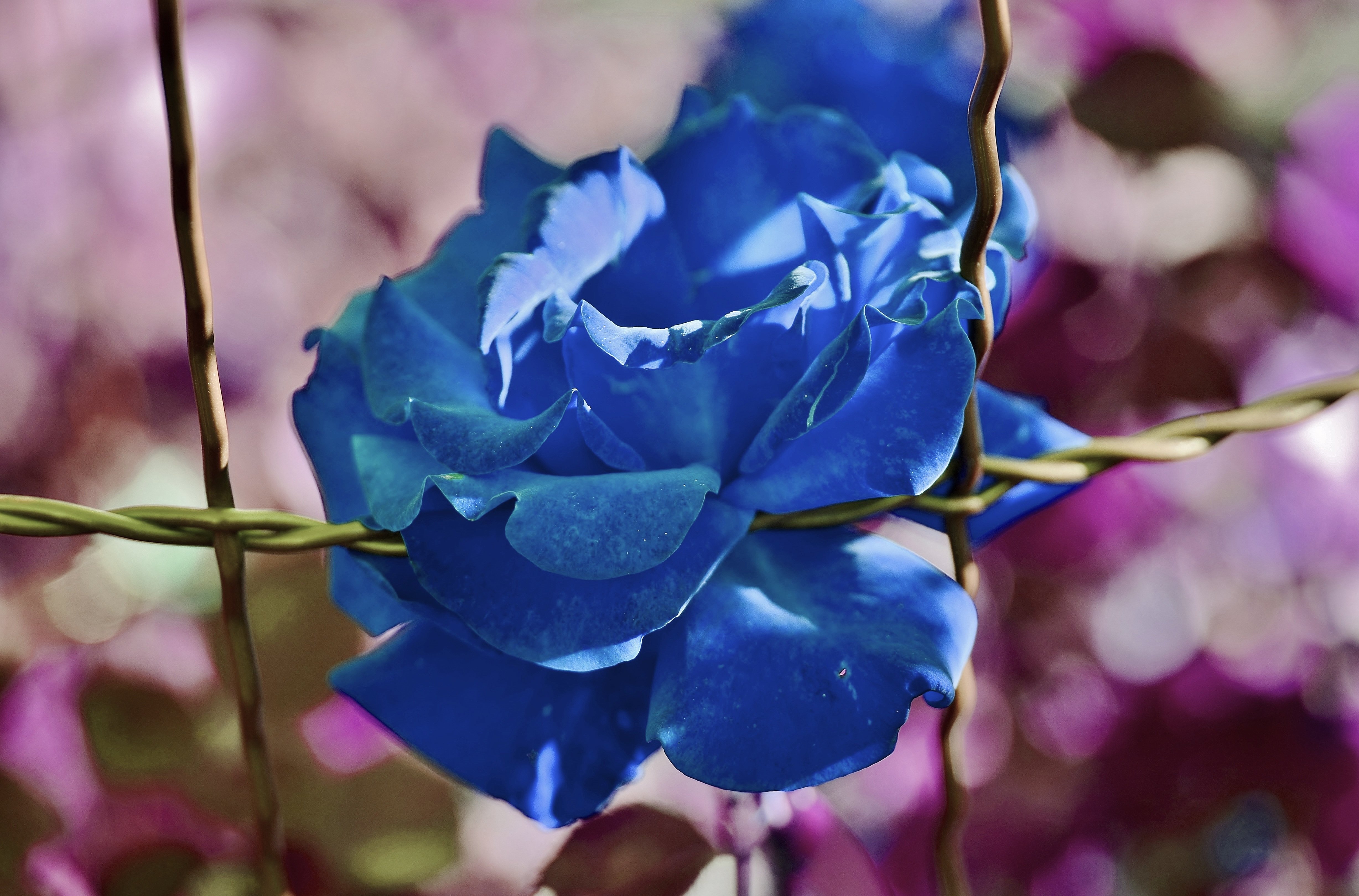 Голубая роза в природе