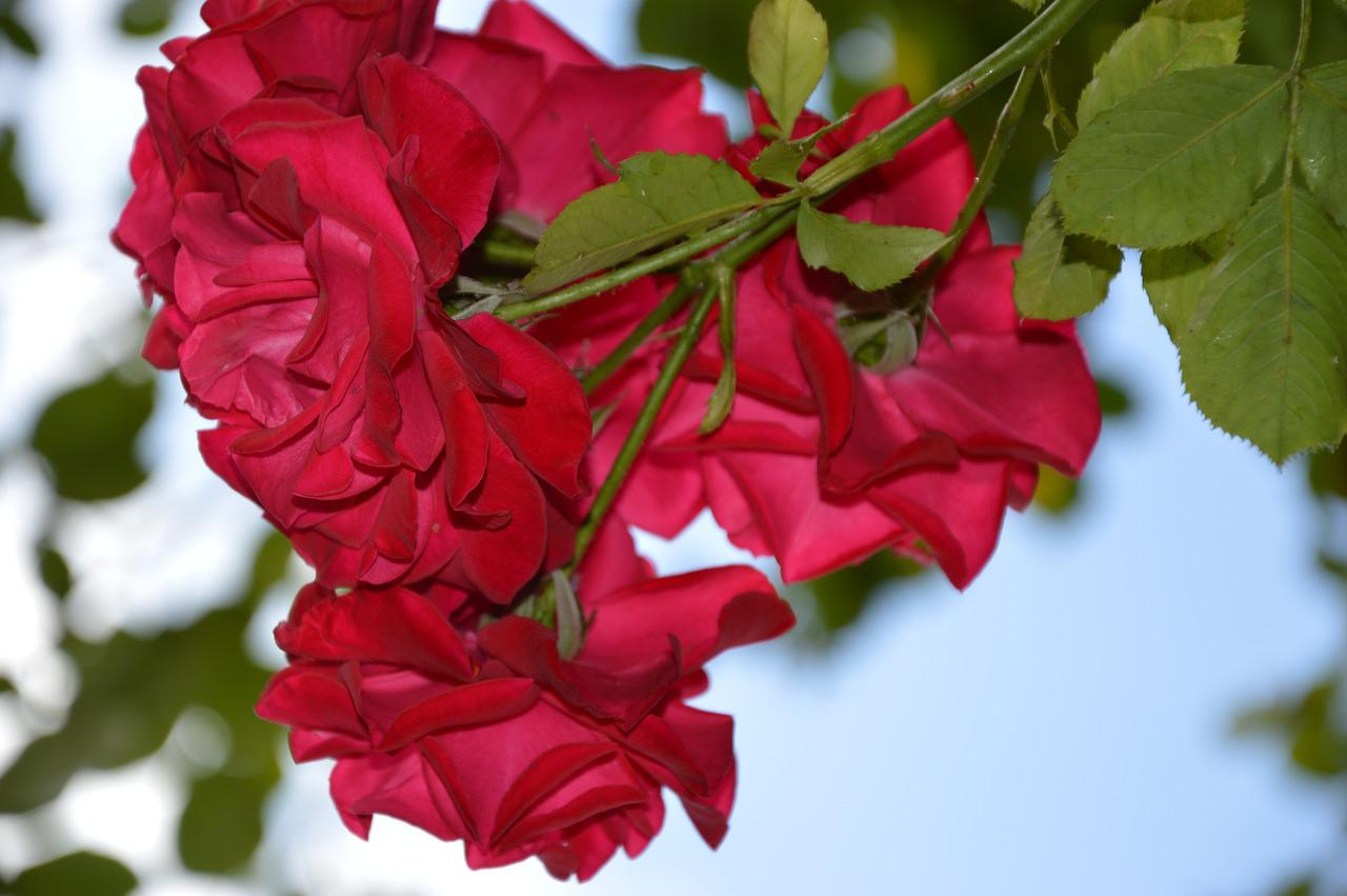 Роза красная плетистая с простым цветком