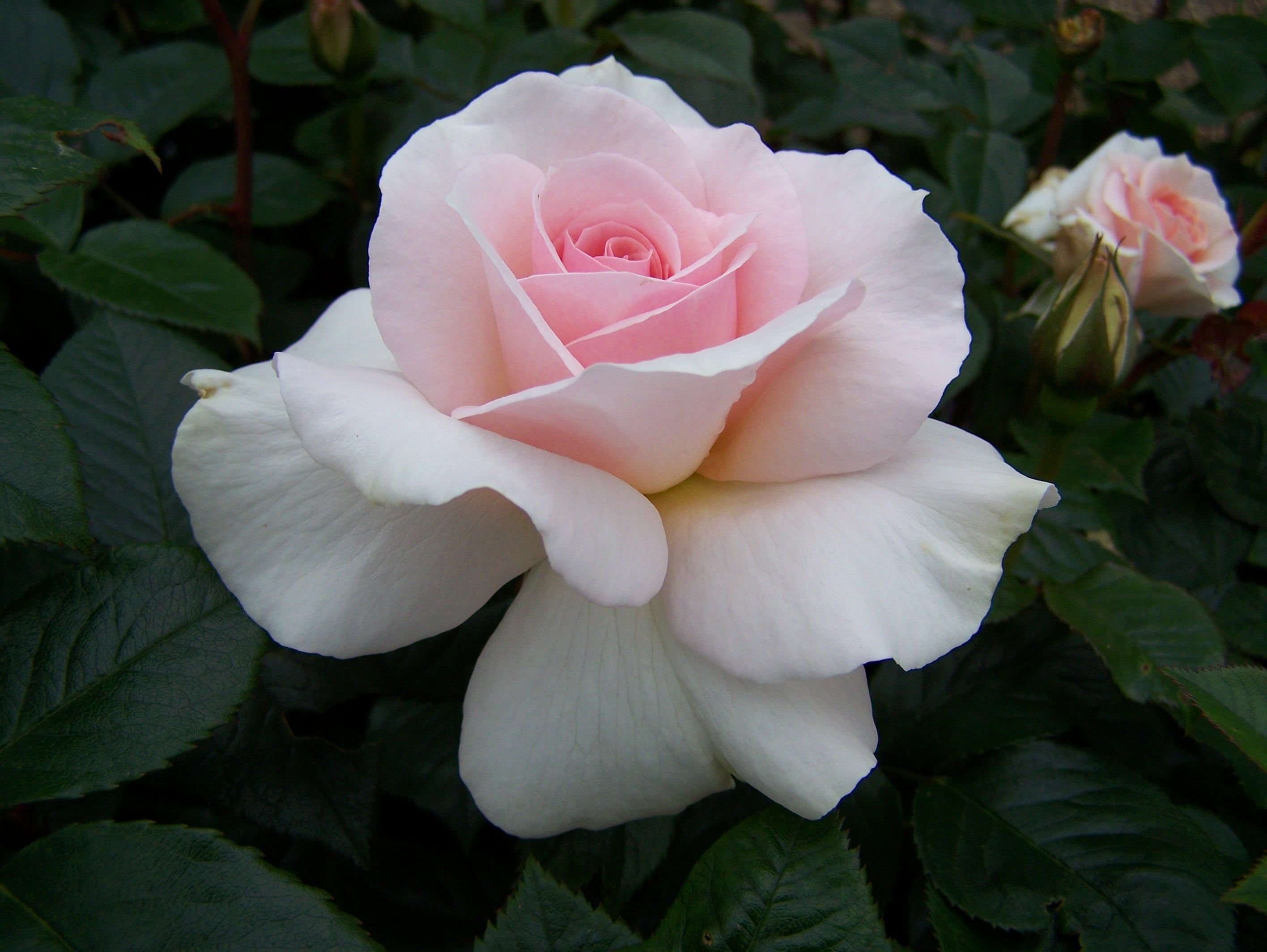 Роза чайно-гибридная Клер океан