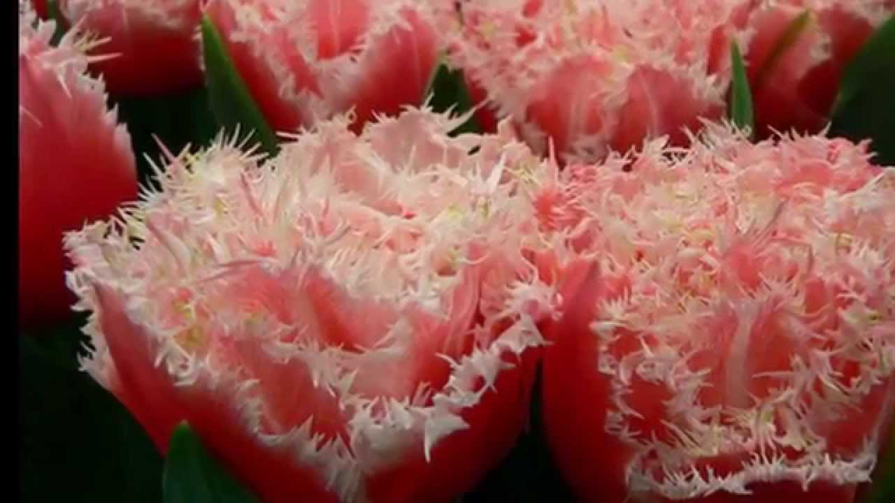 Тюльпан бахромчатый Брест