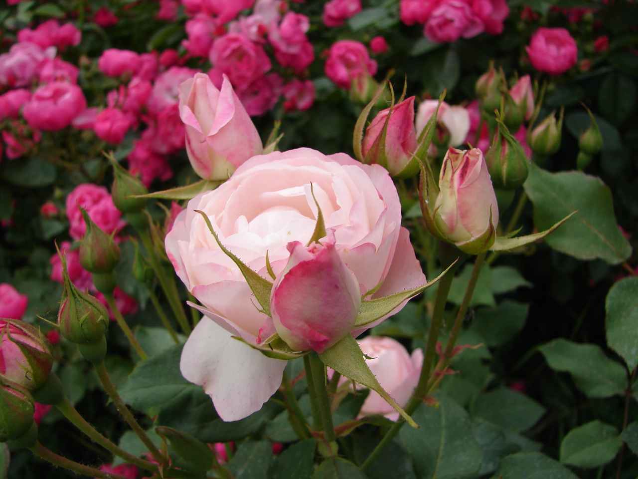 Роза японская каоликазали