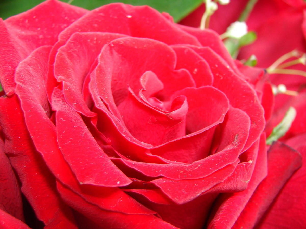 Роза красный 3ной
