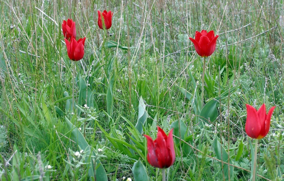 Тюльпан Шренка в Оренбургской области