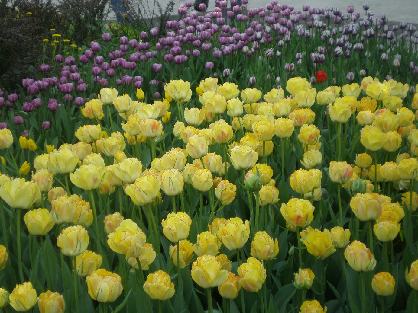 Сорта ботанических тюльпанов в саду