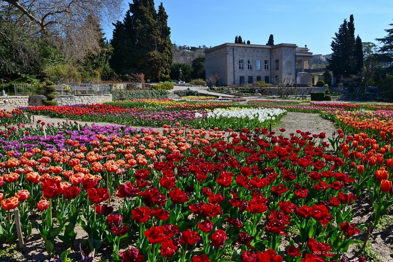 Никитинский Ботанический сад в Крыму тюльпаны