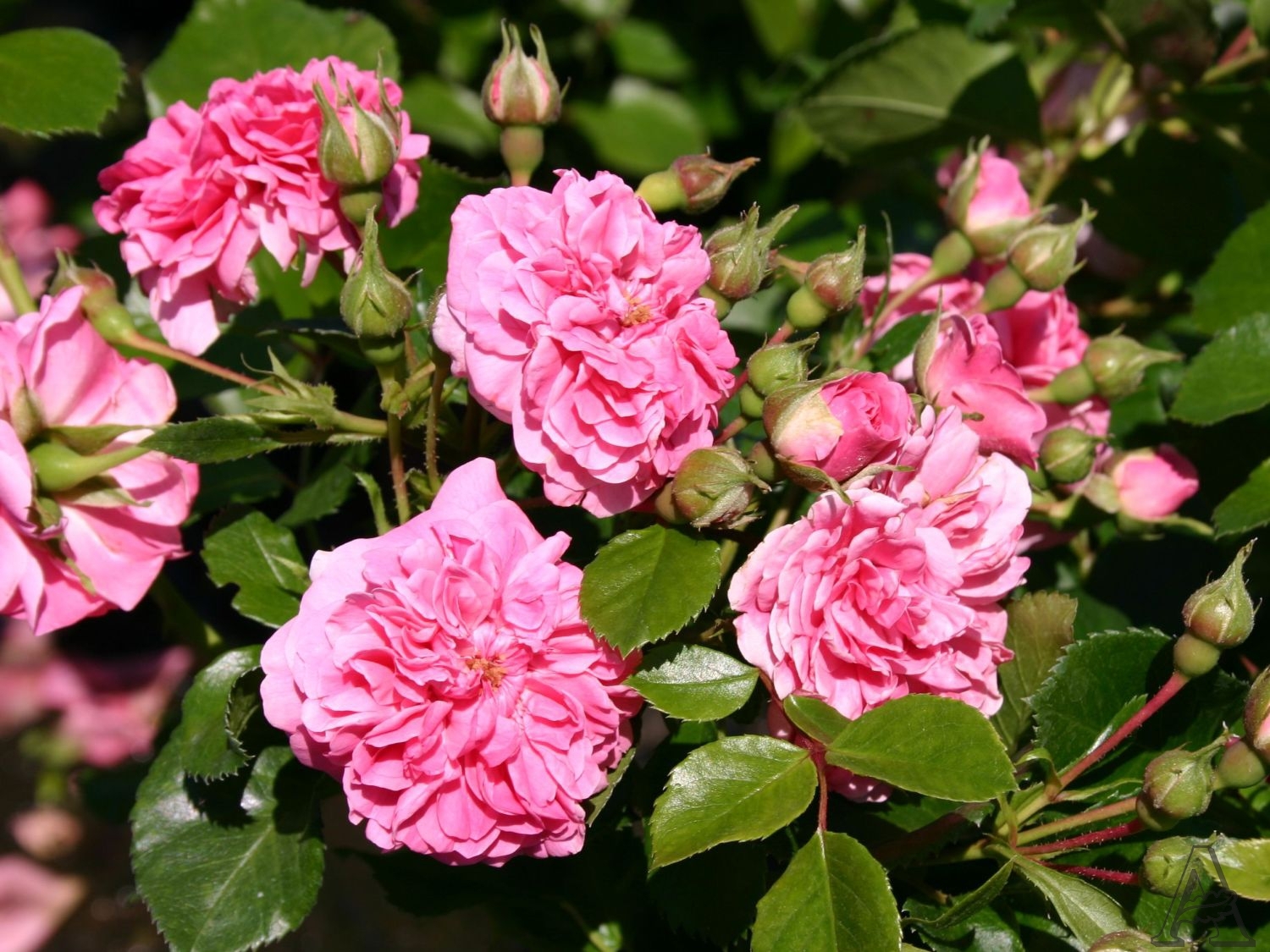 Роза Pink Swany (почвопокровная)
