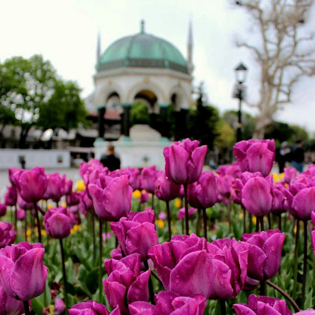Стамбульская Роза