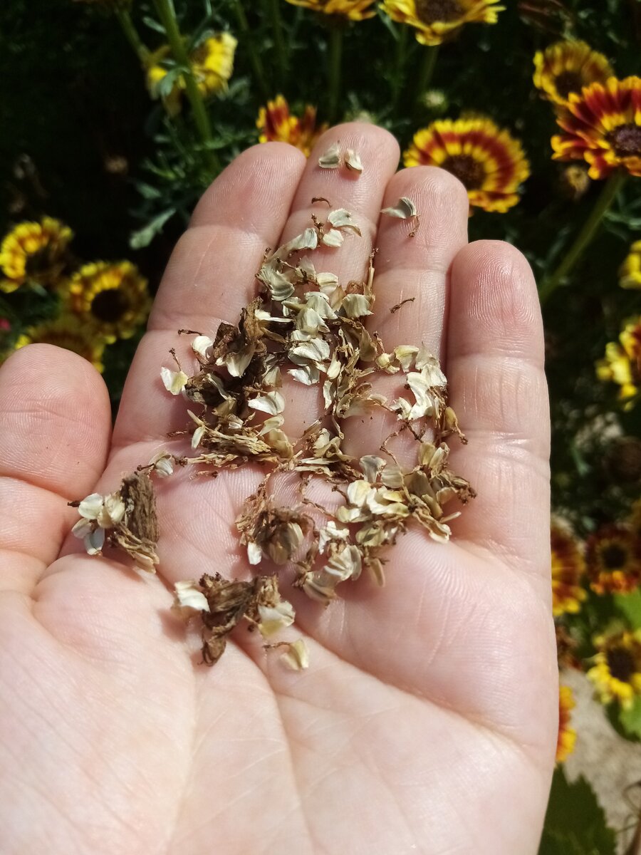 Семена хризантемы янтарь