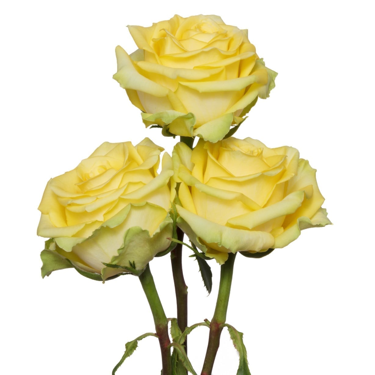 Лучиано роза Эквадор