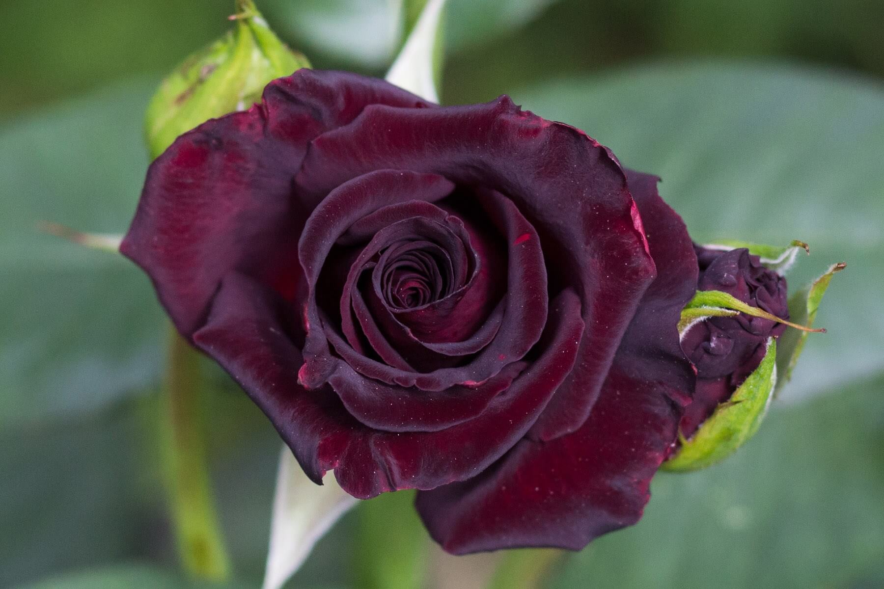 Черная роза сорт Black Baccara