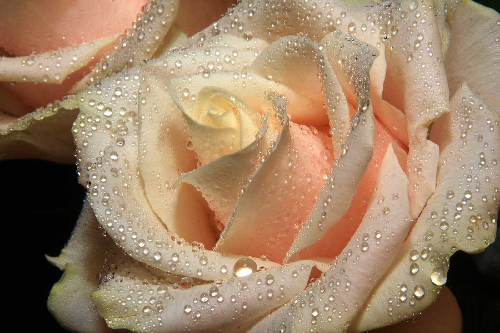 Шикарные кремовые розы