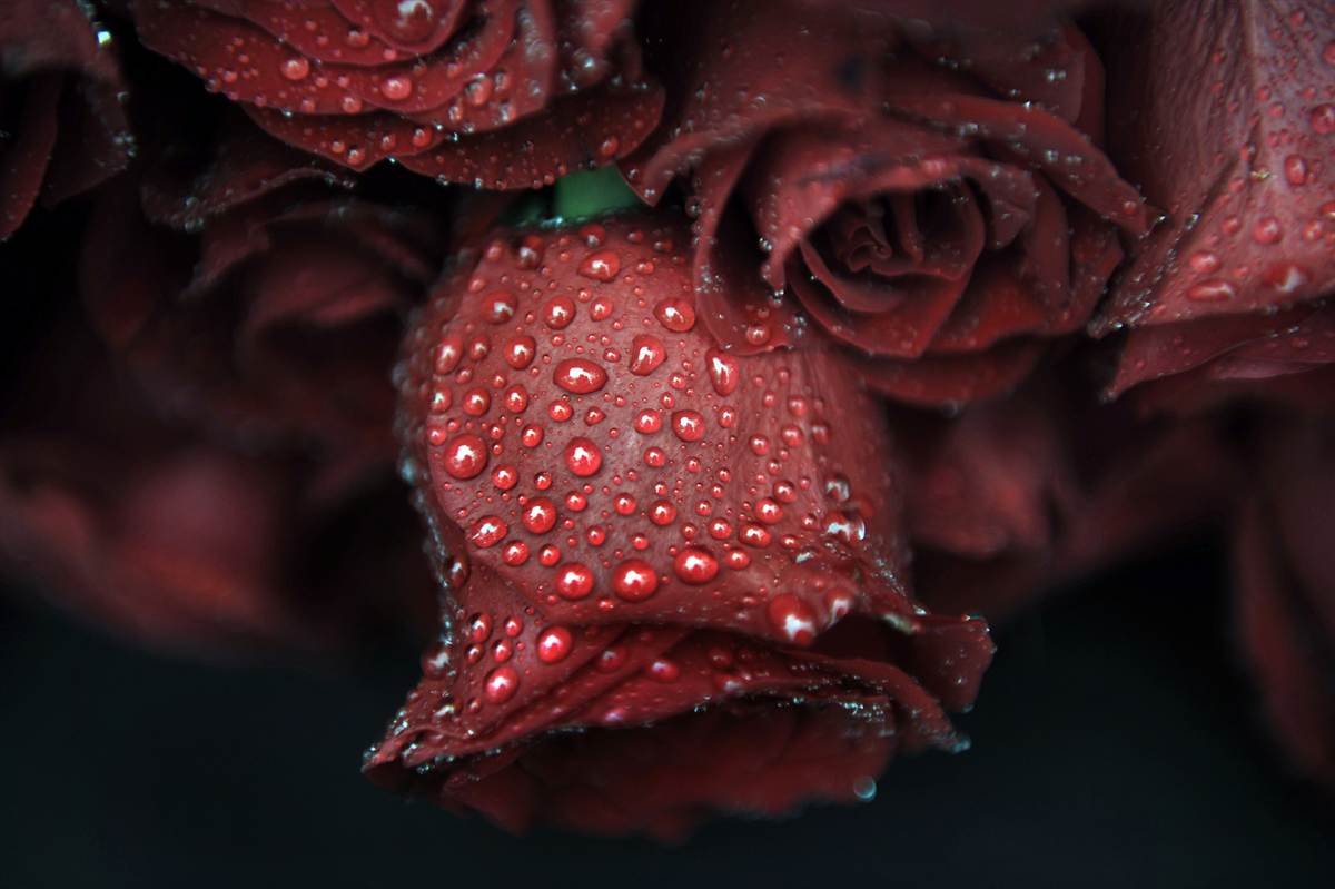 Розы с каплями дождя