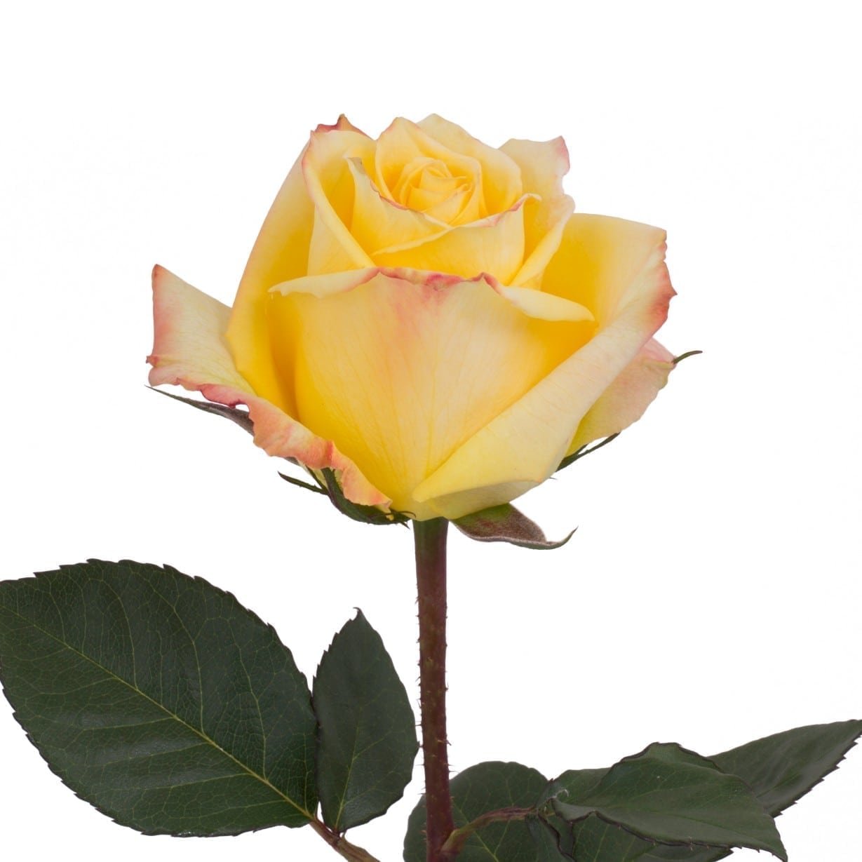 Мохана Mohana роза