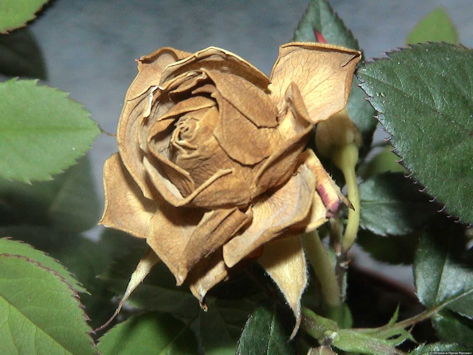 Гызыл Гюль Золотая роза
